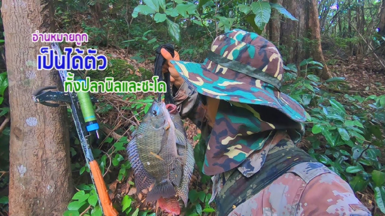 ล่าชะโดหน้าฝนช่วงน้ำขึ้นEP2 ป่าไมยาราบกับปลาชะโดและปลานิล