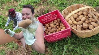 Planting Potatoes In Hay vs. Traditional Planting --SIDE BY SIDE-- The Results Shocked Us!