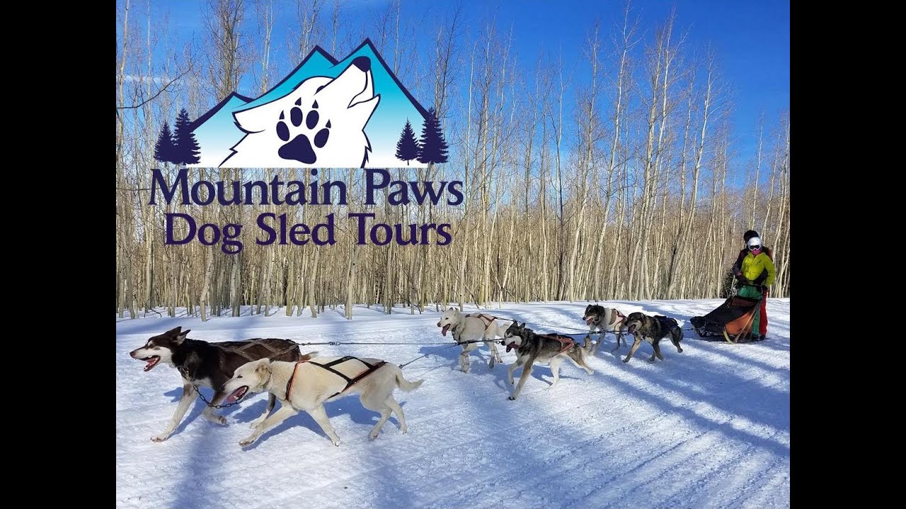 mountain paws dog sled tours