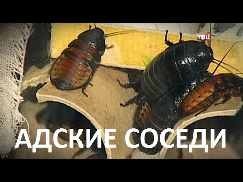 Адские соседи. Осторожно, мошенники!