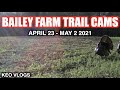 Bailey Farm Trail Cams April 23 - May 2 2021