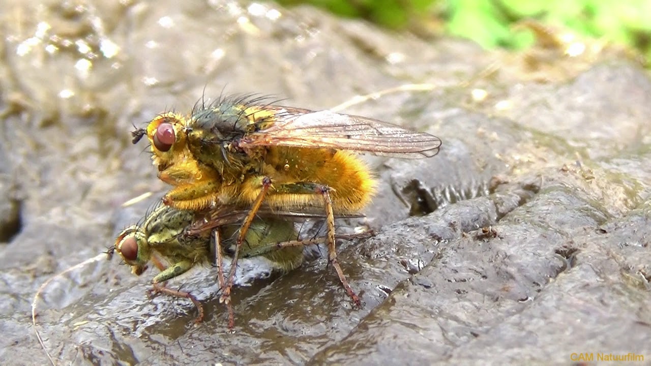 Paring en eileg van de strontvlieg (Scathophaga stercoraria)