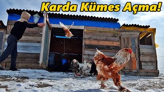 Karda Kümes Açmak!-İLk Defa Kar Gören Ferikler!#Tekirdağ#Süleymanpaşa#civciv#tavuk#horoz#bıldırcın