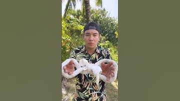 How To Climb A Coconut Tree Like A Lion 🦁