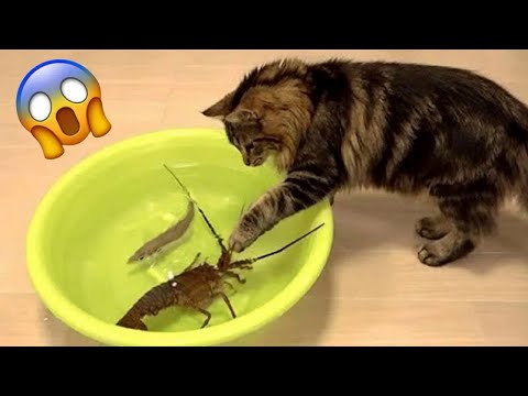 Cute Animals - YouTube