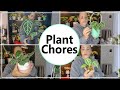 Plant Chores/Care + Purged My Plants #plants #plantchore #plantcare #purge