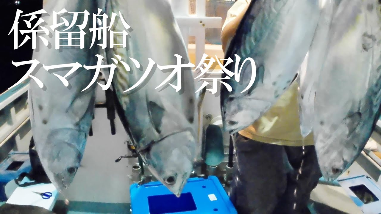 ♯71【オフショア】戸田港 係留船 回遊魚が湧きまくる！祭りじゃ祭りじゃ～