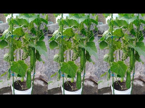 Tips for growing cucumbers using used plastic containers at home