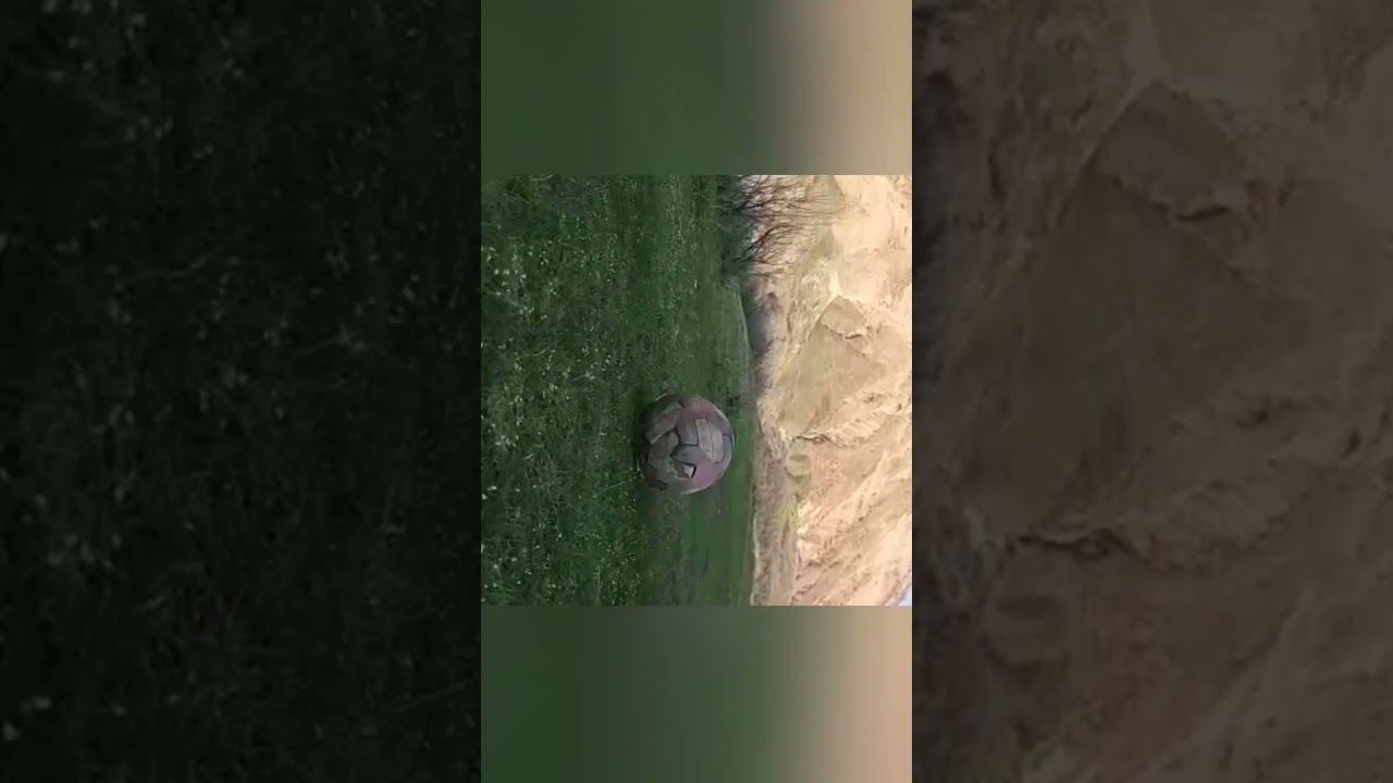 Cute Lamb Stomping Foot - Angry baby Sheep.