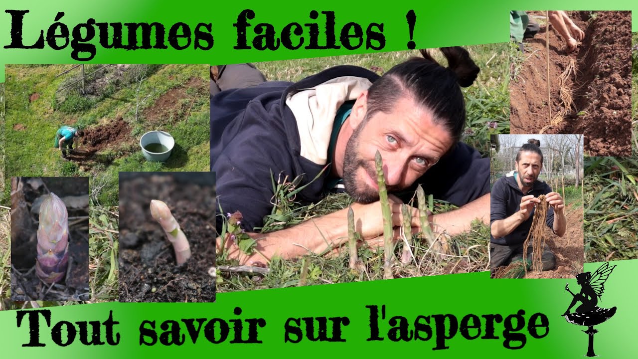 Légumes faciles. Tout savoir sur l'asperge !