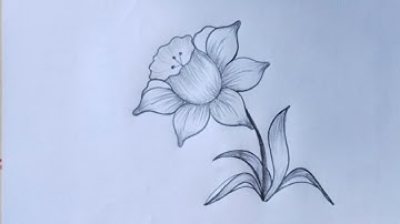 Daffodil Flower Drawing/ How To Draw A Daffodil/@drawingbook3988