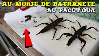 AU MURIT cele mai mari INSECTE ale mele.. dar au depus MULTE OUĂ 🥚🥚🪳