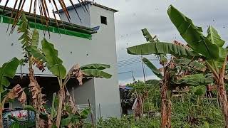 SUARA BURUNG WALET GEDUNG SUKSES, SUARA FREE BAGI YANG MEMBUTUHKAN