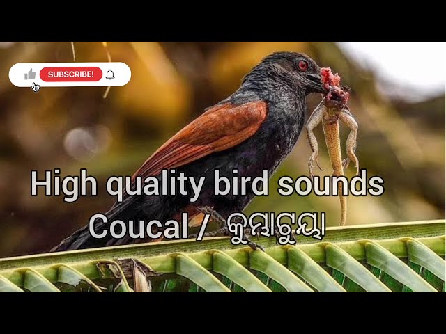 #suara burung coucal, #suara burung coucal mp3 download, #Suara burung perangkap, Ringtone terbaik, Nada burung, class=