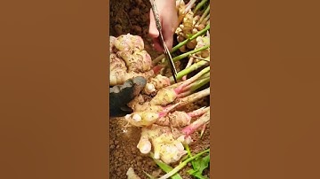 teknik keren petani potong tangkai daun jahe #shorts