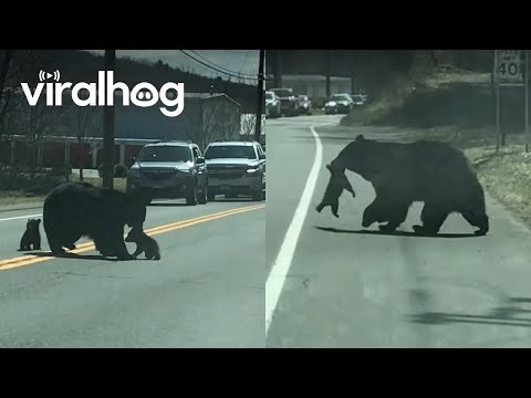 Momma Bear Struggles with Cubs || ViralHog
