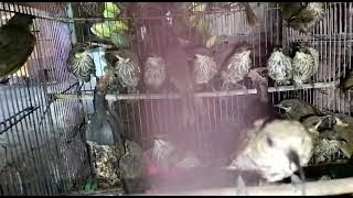 BURUNG MALIPAGA / CUCAK PANTAI MINI OMBYOKAN