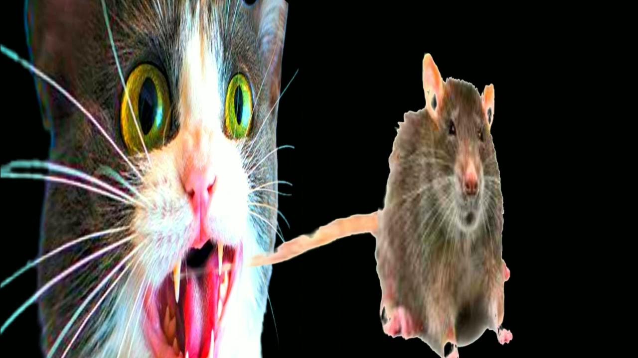 Sounds Of Cats to Scare Rats Cat Noises For Rats Cat Sounds To