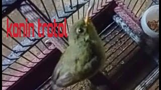Pancingan Kolibri Ninja Konin Trotol