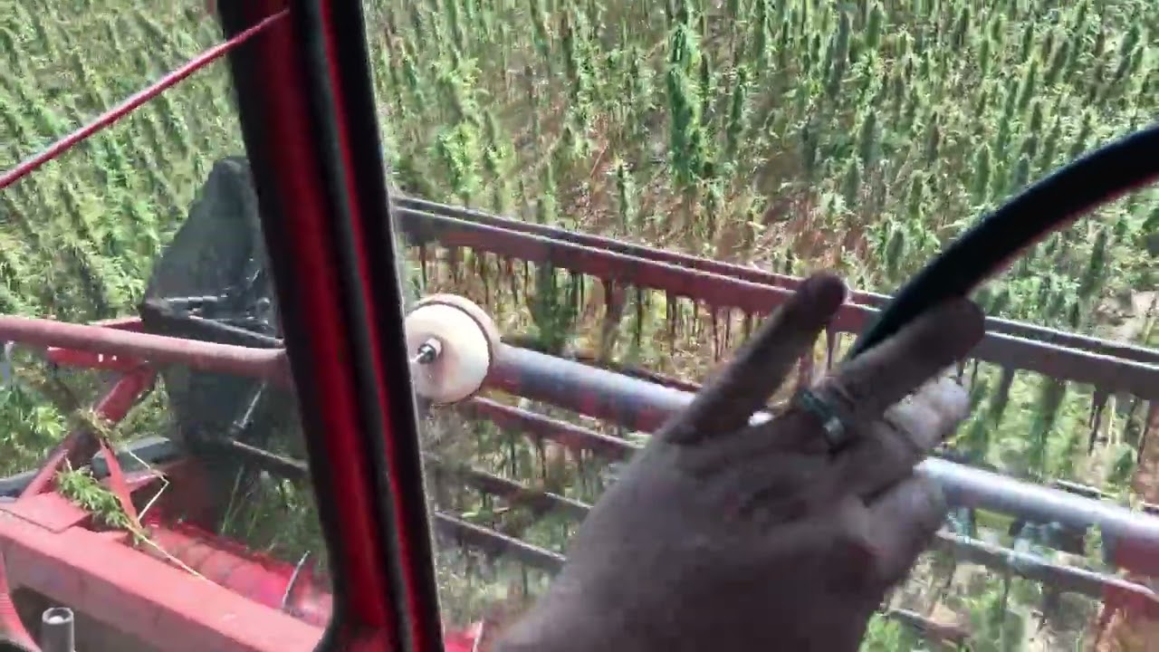Combine Ride:  Harvesting Hemp Grain For Food