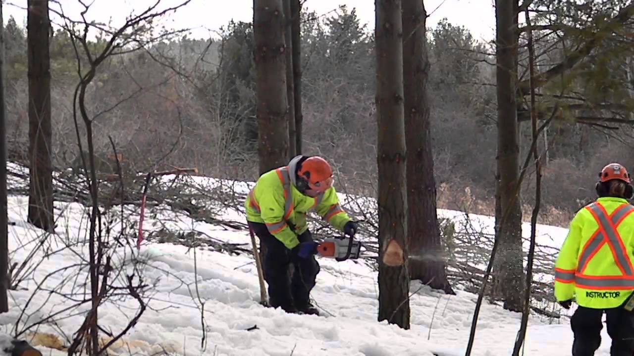 Chainsaw Safety Training with Ontario Parks Association YouTube