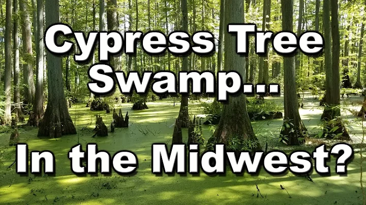 Get Swampy @ Heron Pond | Cache River Natural Area