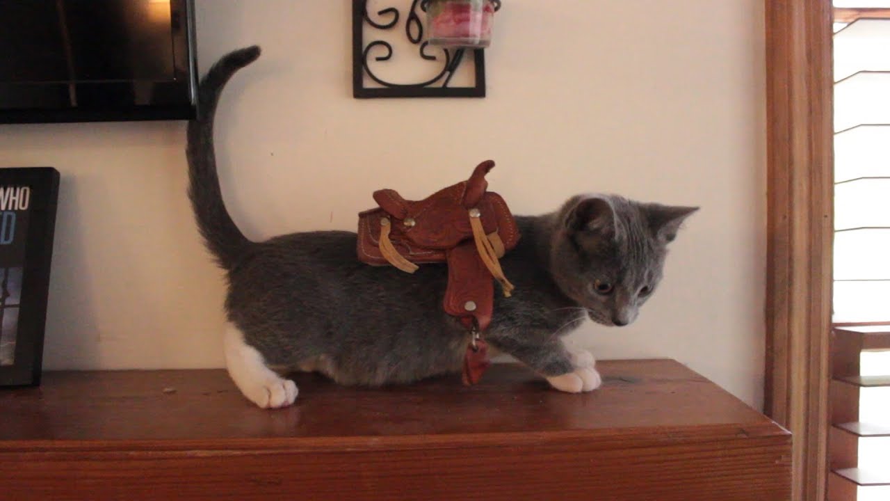 My New Kitten - YouTube