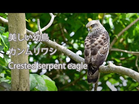 【美しい幼鳥】カンムリワシ Crested serpent eagle