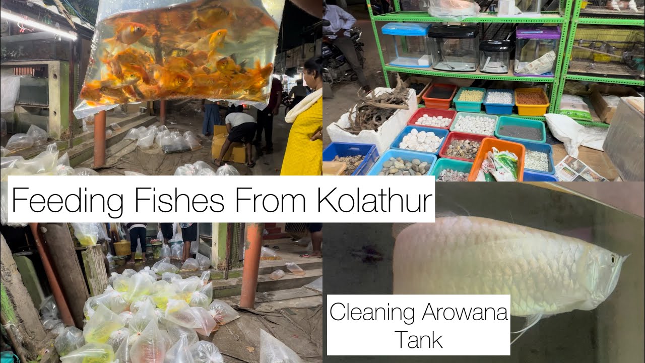 Kolathur fish market feeding fishes for silver arowana cleaning 6 feet aquarium tamil