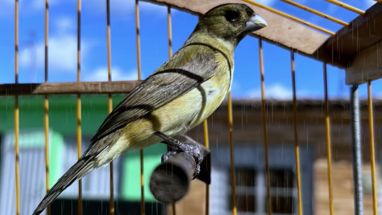 Papa Capim Alagoano/ Professor-Canto Original!