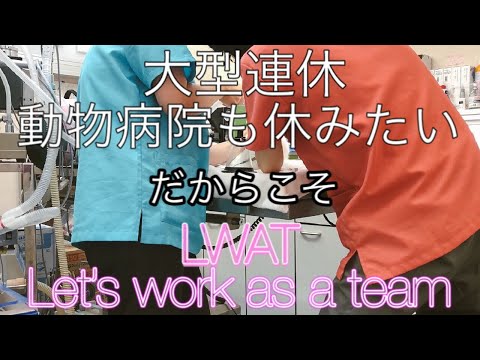 【連休中の動物病院に密着】定点カメラで動物病院の裏側撮影第二弾。動物病院24時GRWMならぬLWAT！Let's work as a team チームで頑張ってます！