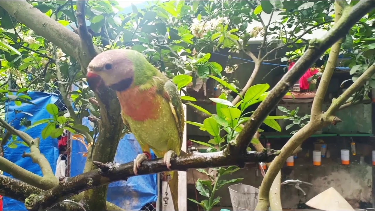Hướng dẫn tắm cho vẹt How to shower parrot? YouTube