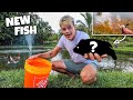 CATCHING *COLORFUL* RARE FISH for My DUCK POND!!!
