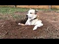 You will LAUGH SO HARD that YOU WILL FAINT -  FUNNY DOG compilation