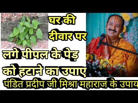 वीडियो: पेड़ हटाने के उपाय