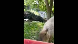 Капибара Ест Арбуз 🍉 #Capybara