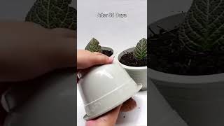 Episcia Cupreata (Flame Violet) Propagation by Leaf Cuttings #shorts #youtubeshorts