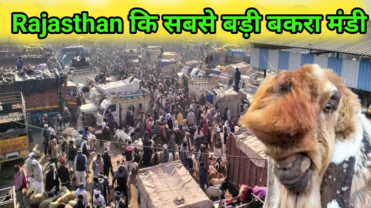 26/2 !! Balaheri Bakra Mandi Rajasthan Mahua  Live update with price