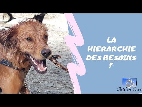 Vidéo: Demandez à un vétérinaire: Comment puis-je m'assurer que mon chien est heureux?