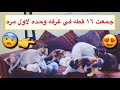 جمعت ١٦ قطه في غرفه وحده 😱💔 كل القطط الصغيره و الامهات 😍 \ Mohamed Vlog