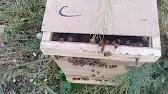 Пчела и Пасечник