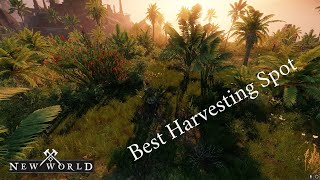 New World Para Kasma Yöntemi (Harvesting)