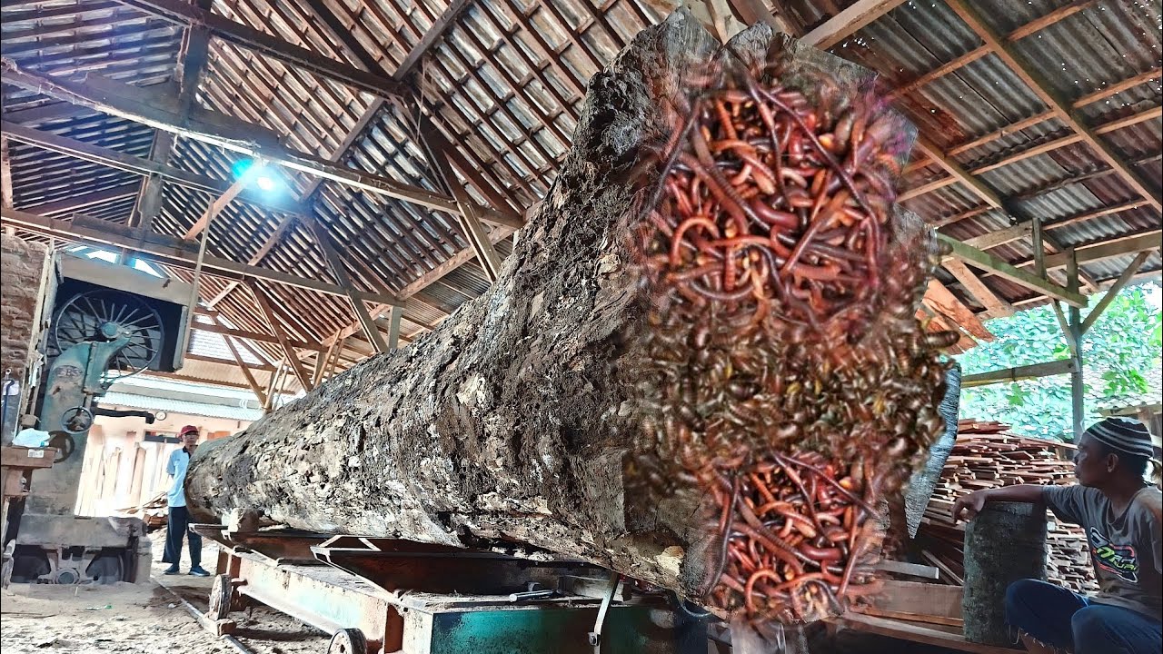 Mengejutkan kayu jati busuk penuh benjolan di olah menjadi balok yang sangat mewah