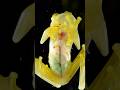 This Animal Is COMPLETELY Transparent 🫠👀