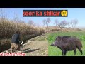 Wild boar hunting dogs| soor ka shikar in Pakistan| wild life|