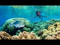 Amazing Spearfishing In the Clean Water On Tropical Island