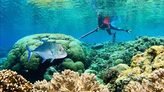 Amazing Spearfishing In the Clean Water On Tropical Island