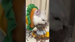 Purrs And Pranks #11 #Funny #Cat #Pets