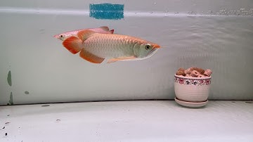 Bí quyết ghep cá rồng thành công 90% ghép 2 huyết long thành công