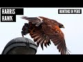 GAVILAN ACANELADO EN PERÚ "HARRIS HAWK" HUNTING